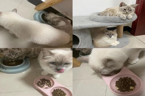 二月宠物猫粮怎么喂好