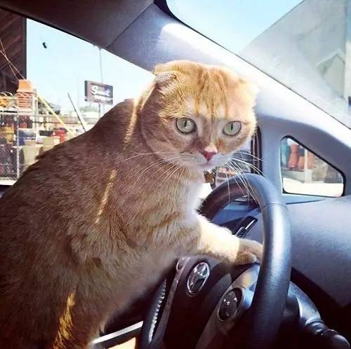 宠物猫怎么坐车