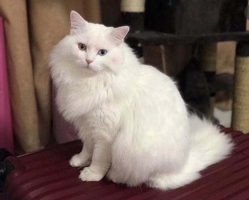 田园宠物猫怎么养活
