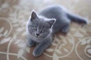 宠物猫怎么不叫呢