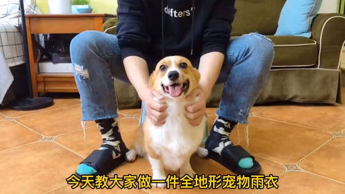 怎么给宠物狗做一个衣服