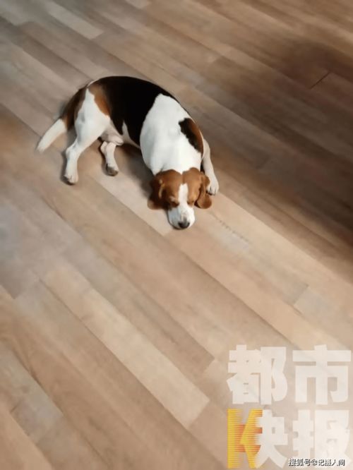 宠物狗连续发烧怎么办呀