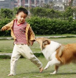 宠物狗受害人怎么办呢