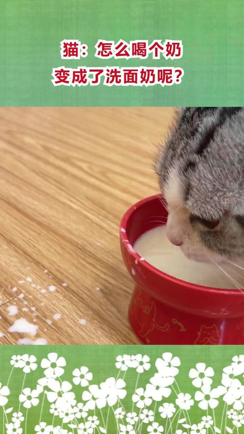 宠物猫怎么喝奶