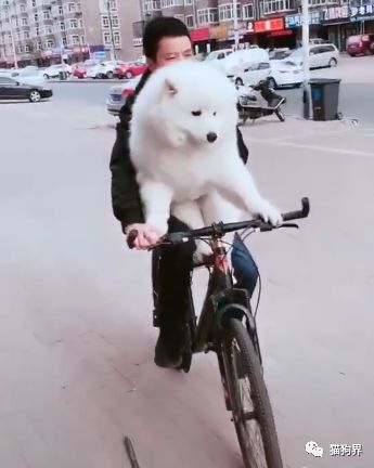 宠物狗怎么坐山地车的