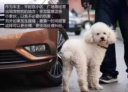 车撞向宠物狗会怎么样处理