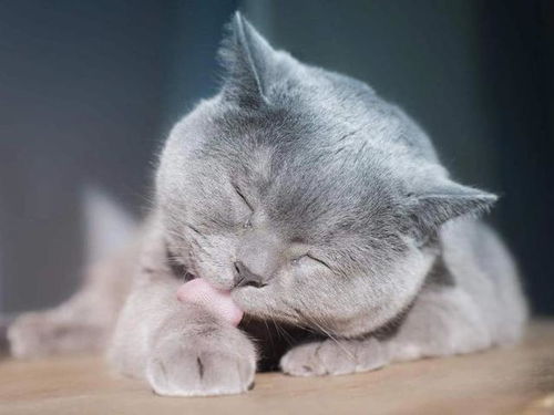 鱼油宠物猫怎么吃好消化