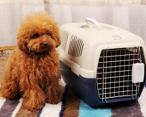 怎么空运托运宠物猫