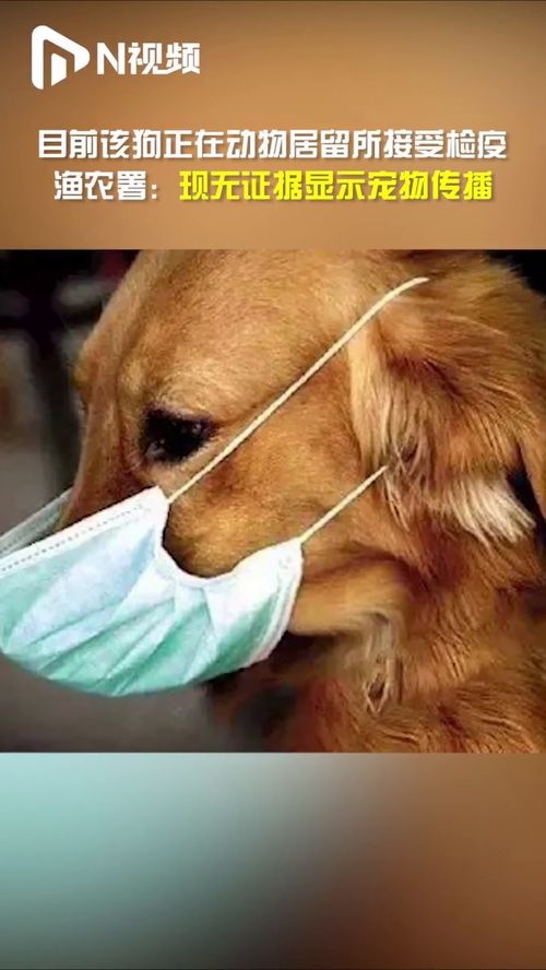 感染病毒的宠物狗怎么办