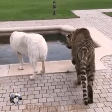 当宠物狗看到老虎怎么办
