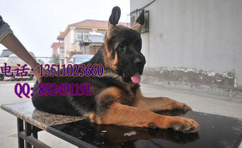 德牧犬多少钱一只幼犬