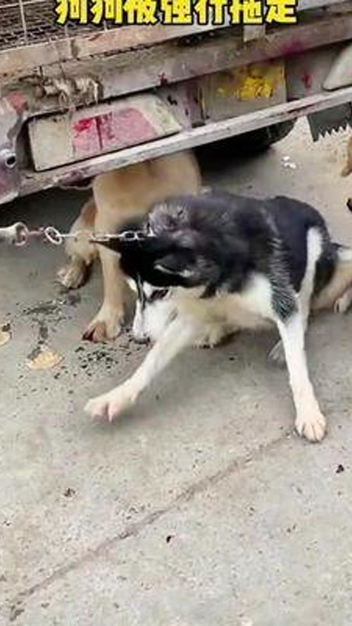 宠物狗被偷了该怎么办