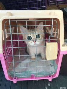 宠物猫空运怎么接
