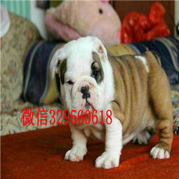 英斗犬多少钱一只