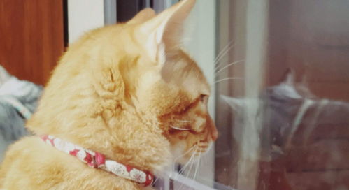橘猫宠物猫怎么养活