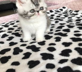 家有高冷宠物猫怎么养