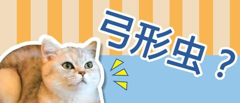 孕妇该怎么养宠物猫