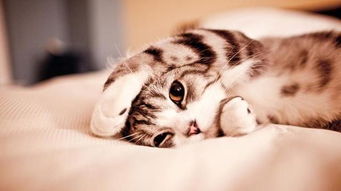 宠物猫怎么去如厕