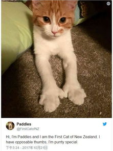 宠物猫离世怎么处理好