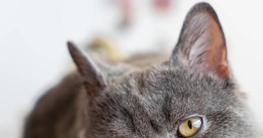 宠物猫怎么长肉