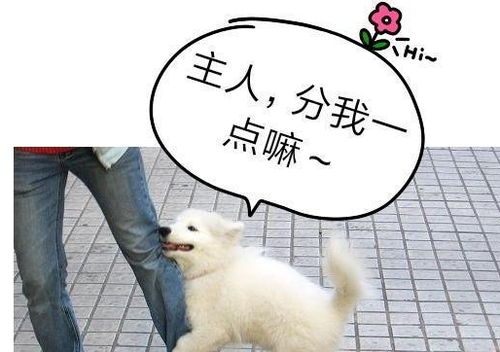 宠物狗抱主人大腿怎么办