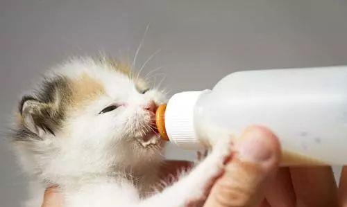 宠物猫的肉要怎么煮熟