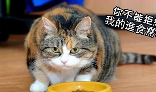宠物猫要怎么减肥的