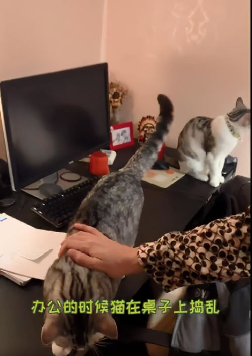 怎么制服宠物猫