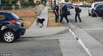 宠物狗被警察抓走怎么办