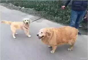 宠物狗被养胖了怎么办啊