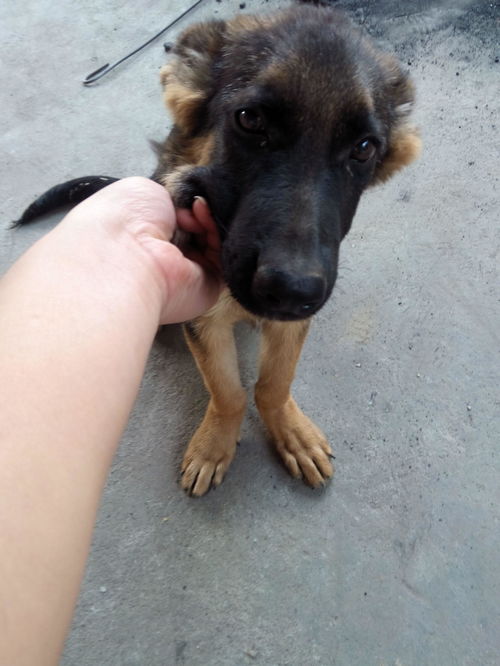 宠物狗前腿瘸怎么治疗好