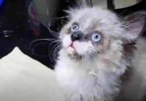 宠物猫太脏怎么洗