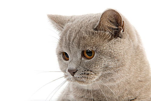 宠物猫营养奶粉怎么喝