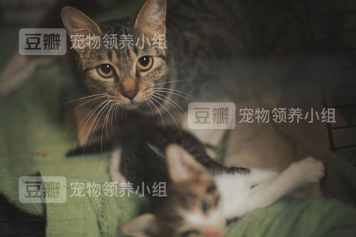 怎么检查宠物猫藓
