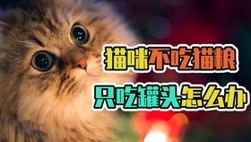 小猫一个月吃多少猫粮