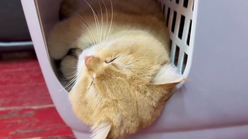 宠物猫打架怎么处理好