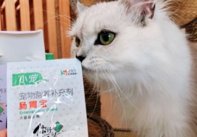 宠物猫益生菌怎么选择好