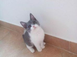 武汉宠物猫怎么买便宜