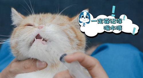 宠物猫胶囊怎么喂