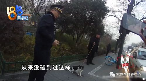 宠物狗被城管抓走怎么办