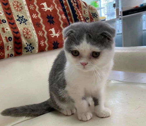 宠物猫折耳怎么养