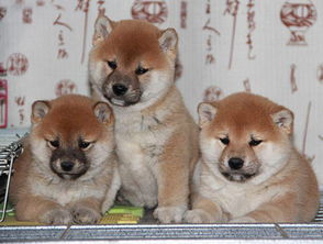 日本柴犬价格多少