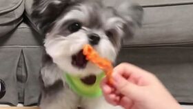 宠物狗吃辣条怎么办啊