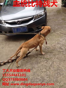 比特犬黑色多少钱一只