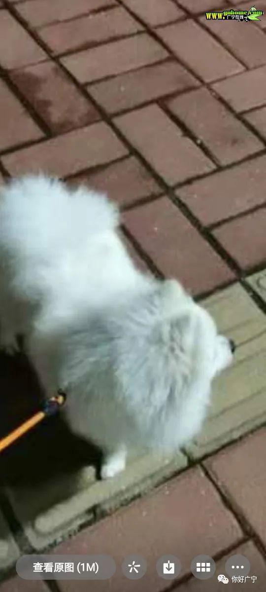 宠物狗没有警惕心怎么办