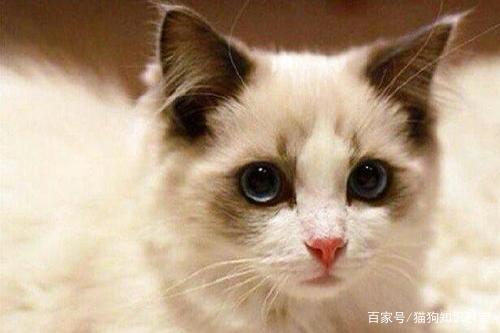 猫的发烧体温是多少