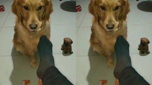 被主人熏吐的宠物狗怎么办