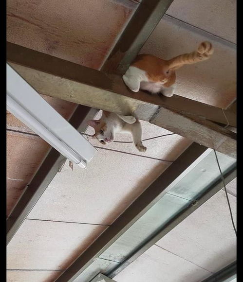 宠物猫爬楼顶上怎么办