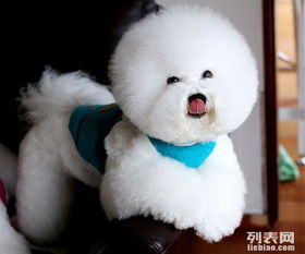 比熊犬咬宠物狗怎么办啊