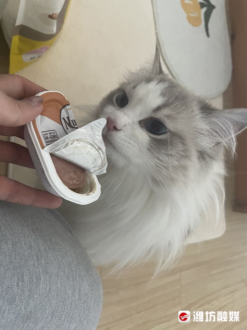 繁殖的宠物猫怎么养